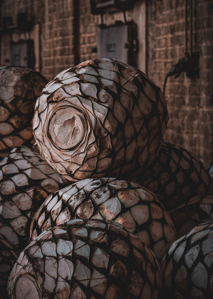 Agaves en el Horno