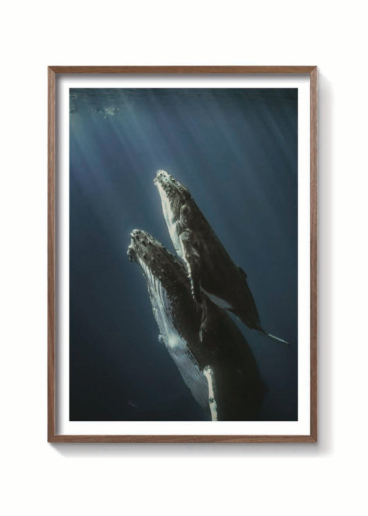 BALLENAS