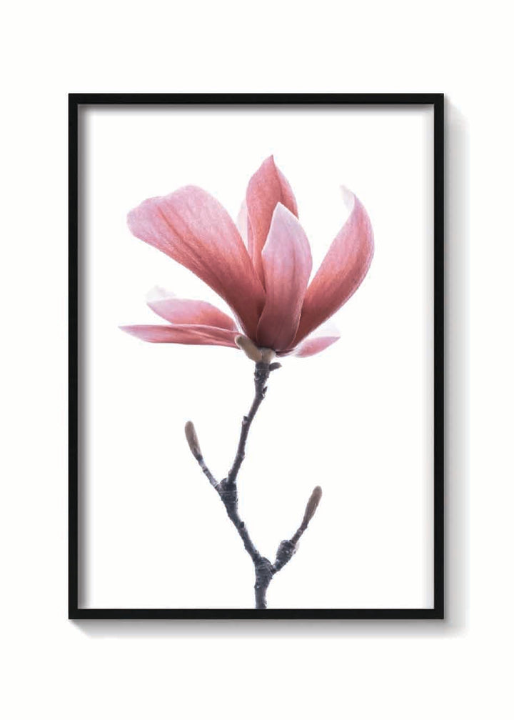 MAGNOLIA ROSA
