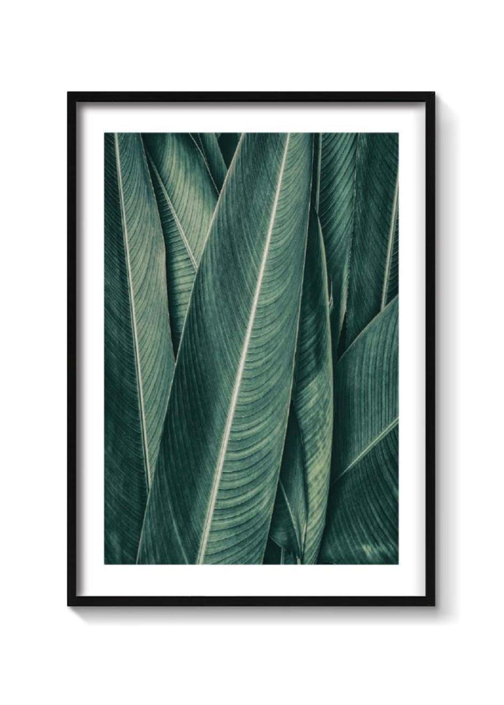 PLANTAS NO3 XXL